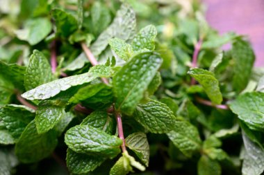 Yeşillik Yeşil Yapraklı Doğal Taze Organik Nane Bitkisi Görüntüsü