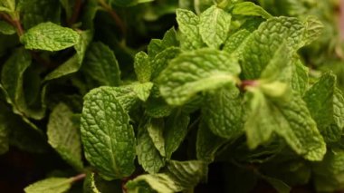 Doğal Taze Nane Bitkisinin Yeşilli Yeşil Yapraklı Görüntüsünü Kapat