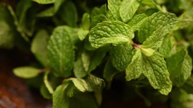 Doğal Taze Nane Bitkisinin Yeşilli Yeşil Yapraklı Görüntüsünü Kapat