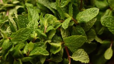 Doğal Taze Nane Bitkisinin Yeşilli Yeşil Yapraklı Görüntüsünü Kapat