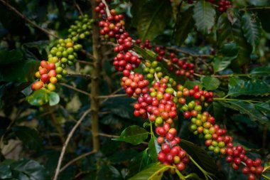 Arabica ve Robusta 'nın ham ya da olgun kırmızı dalı ve ağaçtaki organik kahve çekirdekleri. Java 'daki çiftlikte tarım meyveleri. Kahve ağacı tarla arka planı konsepti..