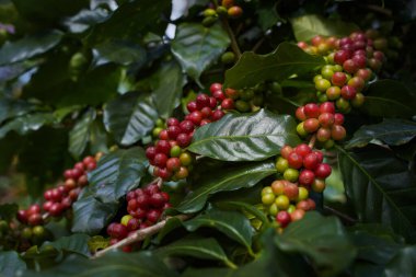 Arabica ve Robusta 'nın ham ya da olgun kırmızı dalı ve ağaçtaki organik kahve çekirdekleri. Java 'daki çiftlikte tarım meyveleri. Kahve ağacı tarla arka planı konsepti..