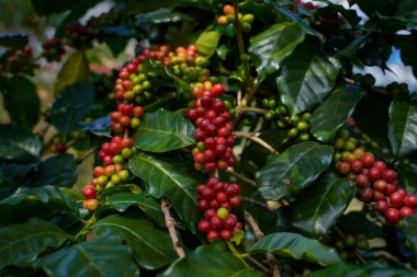 Arabica ve Robusta 'nın ham ya da olgun kırmızı dalı ve ağaçtaki organik kahve çekirdekleri. Java 'daki çiftlikte tarım meyveleri. Kahve ağacı tarla arka planı konsepti..