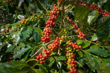 Arabica ve Robusta 'nın ham ya da olgun kırmızı dalı ve ağaçtaki organik kahve çekirdekleri. Java 'daki çiftlikte tarım meyveleri. Kahve ağacı tarla arka planı konsepti..