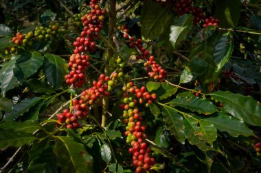 Arabica ve Robusta 'nın ham ya da olgun kırmızı dalı ve ağaçtaki organik kahve çekirdekleri. Java 'daki çiftlikte tarım meyveleri. Kahve ağacı tarla arka planı konsepti..