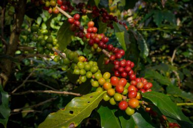 Arabica ve Robusta 'nın ham ya da olgun kırmızı dalı ve ağaçtaki organik kahve çekirdekleri. Java 'daki çiftlikte tarım meyveleri. Kahve ağacı tarla arka planı konsepti..
