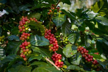 Arabica ve Robusta 'nın ham ya da olgun kırmızı dalı ve ağaçtaki organik kahve çekirdekleri. Java 'daki çiftlikte tarım meyveleri. Kahve ağacı tarla arka planı konsepti..