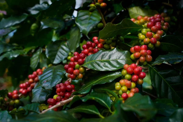 Arabica ve Robusta 'nın ham ya da olgun kırmızı dalı ve ağaçtaki organik kahve çekirdekleri. Java 'daki çiftlikte tarım meyveleri. Kahve ağacı tarla arka planı konsepti..