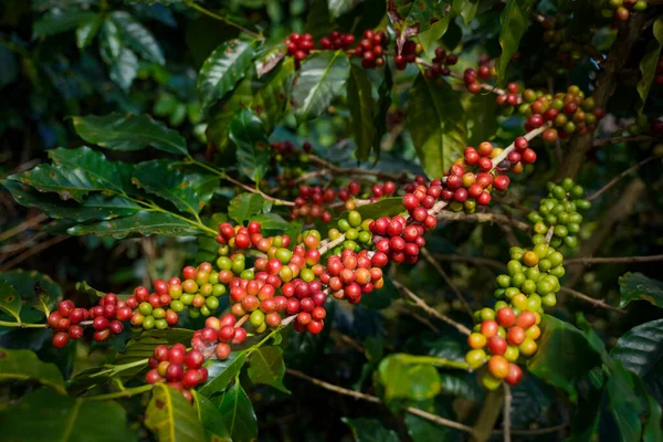 Arabica ve Robusta 'nın ham ya da olgun kırmızı dalı ve ağaçtaki organik kahve çekirdekleri. Java 'daki çiftlikte tarım meyveleri. Kahve ağacı tarla arka planı konsepti..