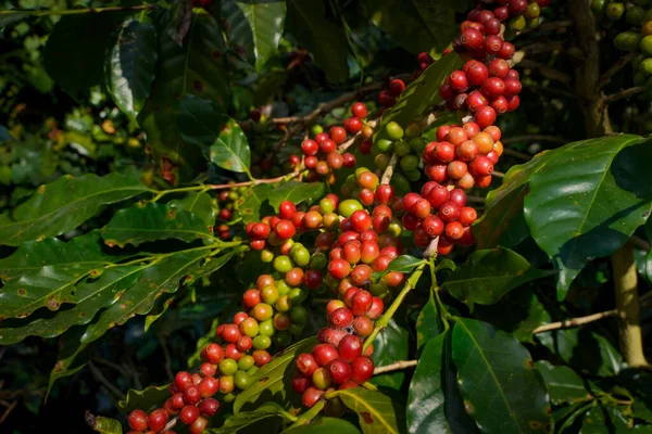 Arabica ve Robusta 'nın ham ya da olgun kırmızı dalı ve ağaçtaki organik kahve çekirdekleri. Java 'daki çiftlikte tarım meyveleri. Kahve ağacı tarla arka planı konsepti..