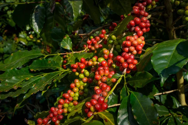 Raw or ripe red branch of Arabica and Robusta and organic coffee berries beans on tree. Farmer crop fruit at farm in Java. Coffee tree the plantations field background concept.