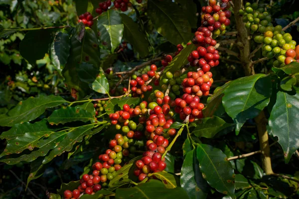 Arabica Robusta Nyers Vagy Érett Vörös Ága Bio Kávébab Fán — Stock Fotó