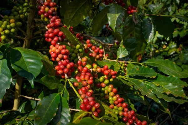 Arabica ve Robusta 'nın ham ya da olgun kırmızı dalı ve ağaçtaki organik kahve çekirdekleri. Java 'daki çiftlikte tarım meyveleri. Kahve ağacı tarla arka planı konsepti..