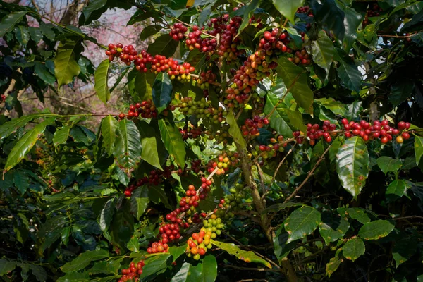 Raw or ripe red branch of Arabica and Robusta and organic coffee berries beans on tree. Farmer crop fruit at farm in Java. Coffee tree the plantations field background concept.