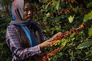 Kahve ağacı tarlaların arka plan kavramı. Çiğ ya da olgun Arabika ve Robusta ve tarımcı elleri olan organik kahve çekirdekleri. Java 'daki çiftlikte tarım meyveleri..