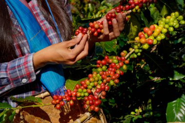 Kahve ağacı tarlaların arka plan kavramı. Çiğ ya da olgun Arabika ve Robusta ve tarımcı elleri olan organik kahve çekirdekleri. Java 'daki çiftlikte tarım meyveleri..