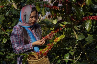 Kahve ağacı tarlaların arka plan kavramı. Çiğ ya da olgun Arabika ve Robusta ve tarımcı elleri olan organik kahve çekirdekleri. Java 'daki çiftlikte tarım meyveleri..