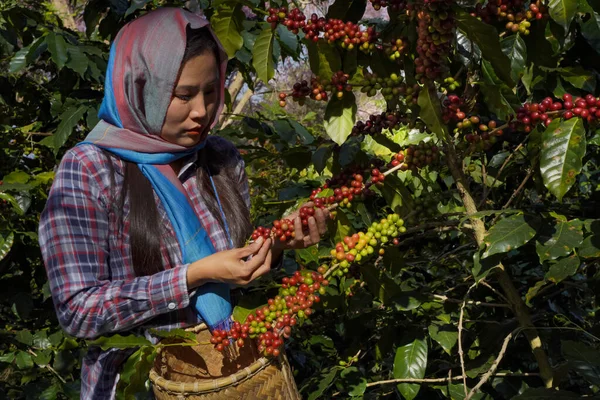 Kahve ağacı tarlaların arka plan kavramı. Çiğ ya da olgun Arabika ve Robusta ve tarımcı elleri olan organik kahve çekirdekleri. Java 'daki çiftlikte tarım meyveleri..