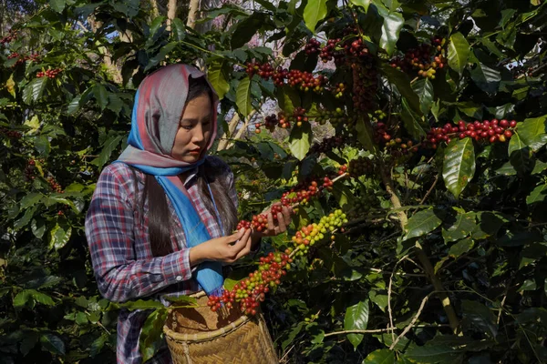 Kahve ağacı tarlaların arka plan kavramı. Çiğ ya da olgun Arabika ve Robusta ve tarımcı elleri olan organik kahve çekirdekleri. Java 'daki çiftlikte tarım meyveleri..