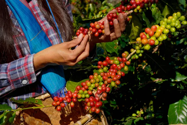 Kahve ağacı tarlaların arka plan kavramı. Çiğ ya da olgun Arabika ve Robusta ve tarımcı elleri olan organik kahve çekirdekleri. Java 'daki çiftlikte tarım meyveleri..