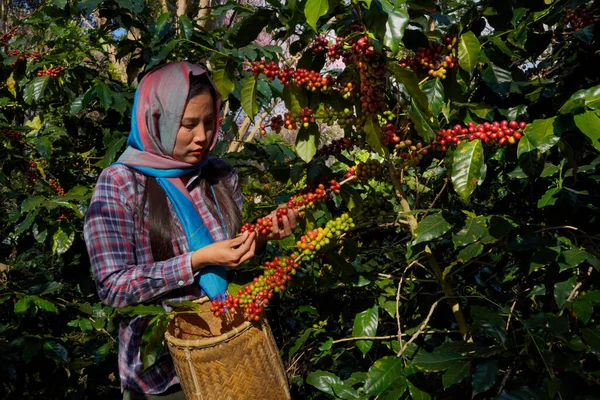 Kahve ağacı tarlaların arka plan kavramı. Çiğ ya da olgun Arabika ve Robusta ve tarımcı elleri olan organik kahve çekirdekleri. Java 'daki çiftlikte tarım meyveleri..