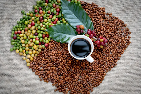 Arabica ve Robusta 'nın ham ya da olgun kırmızı dalı ve ağaçtaki organik kahve çekirdekleri. Java 'daki çiftlikte tarım meyveleri. Kahve ağacı tarla arka planı konsepti..