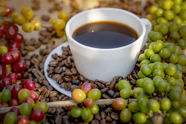 Arabica ve Robusta 'nın ham ya da olgun kırmızı dalı ve ağaçtaki organik kahve çekirdekleri. Java 'daki çiftlikte tarım meyveleri. Kahve ağacı tarla arka planı konsepti..