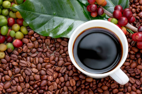 Arabica ve Robusta 'nın ham ya da olgun kırmızı dalı ve ağaçtaki organik kahve çekirdekleri. Java 'daki çiftlikte tarım meyveleri. Kahve ağacı tarla arka planı konsepti..