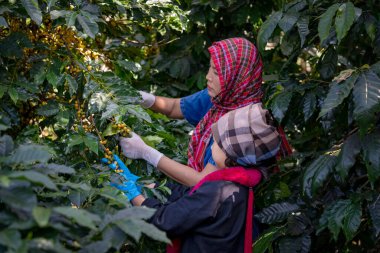 Tarım uzmanlarının elleri Kırmızı ve Sarı taze Arabika ya da Robusta 'dan organik kahve çekirdekleri topluyor. Tarlada elle ekilen meyveler. Kahve ağacı tarlaları alan konsepti.