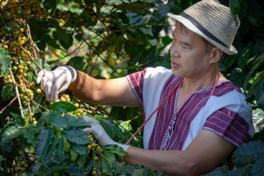 Tarım uzmanlarının elleri taze sarı Arabika ya da Robusta 'dan organik kahve çekirdekleri topluyor. Çiftlikteki mutlu çiftçi meyveleri. Kahve ağacı tarlaları alan konsepti.