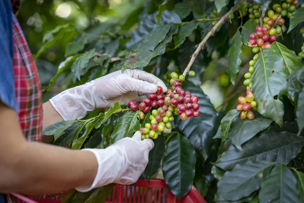 Agriculturist hands Harvesting Red and Yellow fresh Ripe Arabica or Robusta an organic coffee berries beans. Farmer crop fruit by hand in plantation. Coffee tree plantations field background concept.