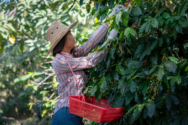 Tarım uzmanlarının elleri Kırmızı ve Sarı taze Arabika ya da Robusta 'dan organik kahve çekirdekleri topluyor. Tarlada elle ekilen meyveler. Kahve ağacı tarlaları alan konsepti.