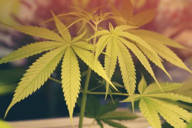 Marihuana yeşili yapraklar kapalı alanda yetiştiriliyor. Cam evde esrar bitkileri yetişiyor. Tıbbi marihuana yetiştiriyorum..