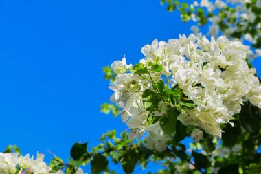 Çiçek açan Pembe ve Beyaz bougainvillea çiçekleri. Arkaplan olarak kağıt çiçekler. Gökyüzüne karşı çiçek ağacı tepesi.