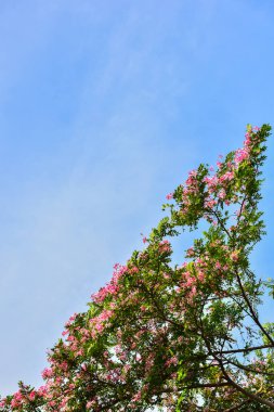 Bahar dalı ya da çiçek açan arka plan sanatı pembe çiçekli ağaçta mavi gökyüzüne karşı panikliyor. Güneşli bir günde güzel bir doğa sahnesi