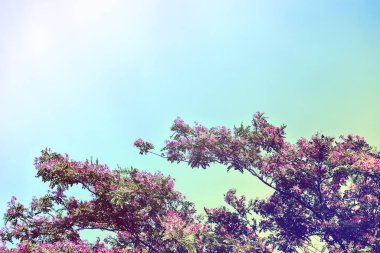 Bahar dalı ya da çiçek açan arka plan sanatı pembe çiçekli ağaçta mavi gökyüzüne karşı panikliyor. Güneşli bir günde güzel bir doğa sahnesi