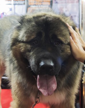 Sevimli yavru köpek uykusunun seçici odak noktasında. Çapraz işleme ve ayrık ton yeni renk eğilimi süreç gibi