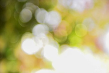 Soyut bulanık yeşil doğa bokeh arkaplan.