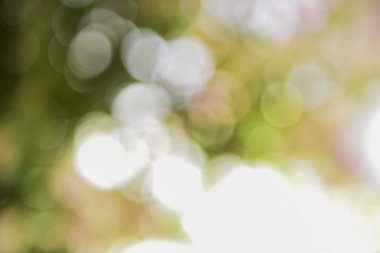 Soyut bulanık yeşil doğa bokeh arkaplan.