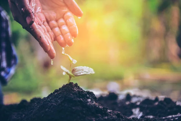 Genç bir çiftçinin elleri genç bir bitkiyi suluyor. Tohum ekmekten kirlenmiş çocuk elleri. Sürdürülebilir kalkınma kavramı. Seçici bir odak noktasında.