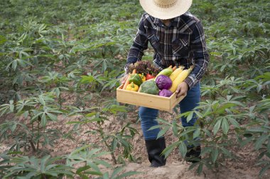 Sepetinde taze sebze toplayan genç Asyalı çiftçi. Tarlada sebzeli ahşap kutu. Yerel üreticilerden taze organik sebzeler taşınmaya hazır..