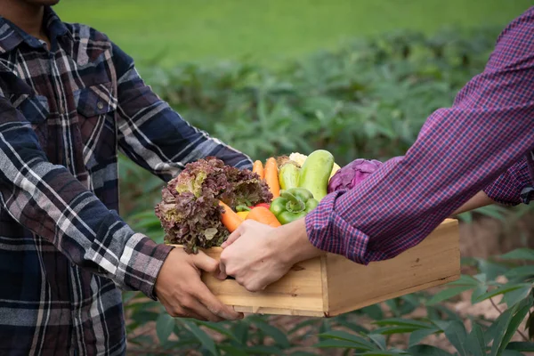 Joven Granjero Asiático Con Verduras Recién Recogidas Cesta Caja Madera —  Fotos de Stock