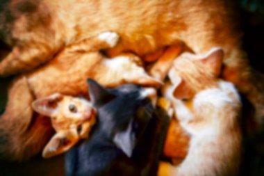 Kapatın küçük çizgili kedi yavrularının mutluluğu ahşap zeminde yuvarlanırken ya da yuvarlanırken kedi yavrusunu emziriyor seçici olarak bulanıklaştırıyor.