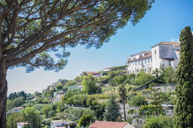 Bir ağacın tepesi ya da tepesi, İtalya adasındaki açık mavi gökyüzüne karşı..
