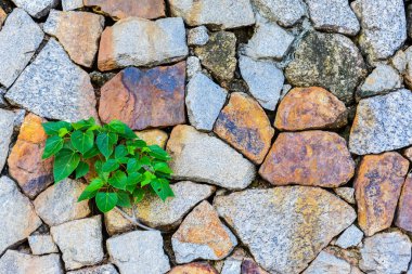 Taş duvarda büyüyen genç ağacın seçici odak noktasında. Trong yaşıyor olacak..