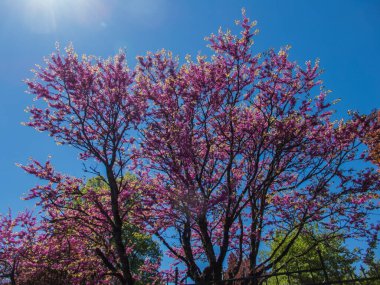 Güzel mavi gökyüzüne karşı bir ağacın tepesi ya da tepesi. Sonbahar Ormanındaki güzel Pembe Ağaç Yapraklar Renk Değiştiriyor..