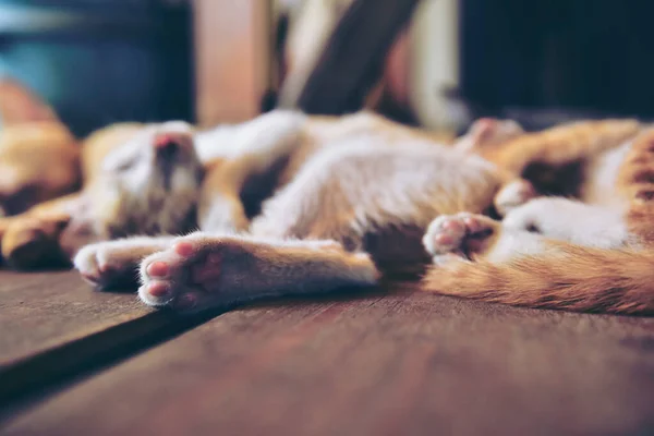 Cerca Muchas Patas Lindas Gatitos Sobre Fondo Madera Con Espacio — Foto de Stock