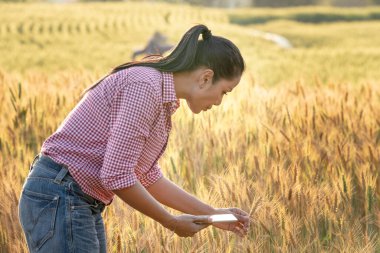 Çiftçi El mısır gevreğine dokunuyor. Genç Asyalı tarımcı gün batımında altın renkli buğday tarlasında duruyor. Dijital tablet kullanılıyor. Modern internet iletişim kalitesi araştırma teknolojileri.