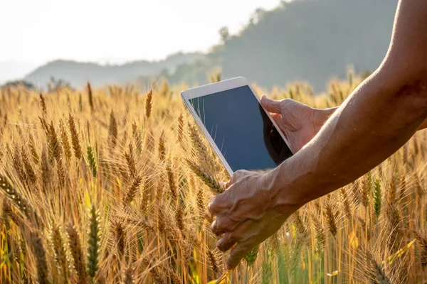 Farmer Hand touches the cereal. Young Asian agronomist standing in Beauty golden ripe wheat field in sunset. Using digital tablet. Modern internet communication quality checking survey technologies.