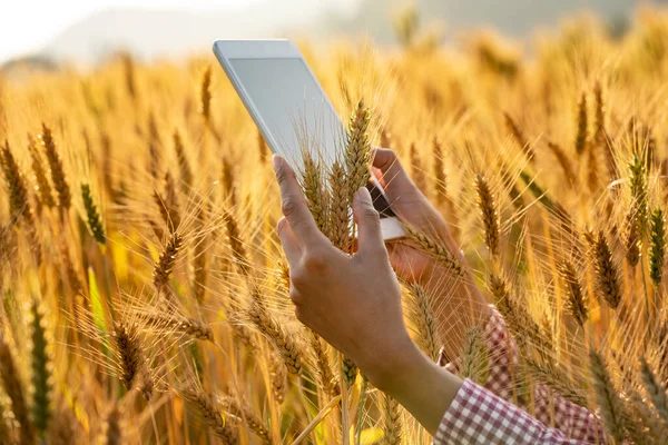 Farmer Hand touches the cereal. Young Asian agronomist standing in Beauty golden ripe wheat field in sunset. Using digital tablet. Modern internet communication quality checking survey technologies.